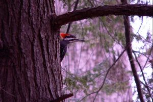 pileatedwoodpeckerblog