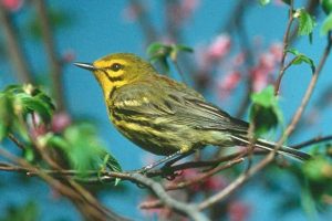 A good look at a Prairie Warbler