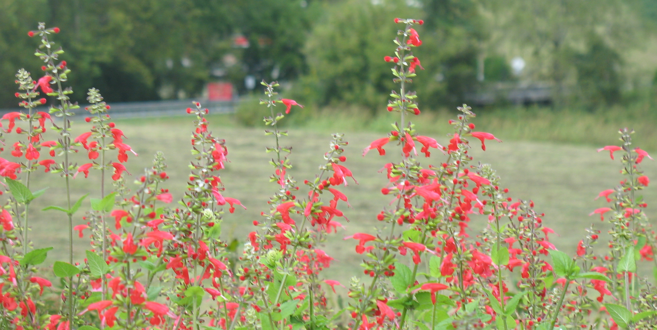 Flowers in Folk School Garden