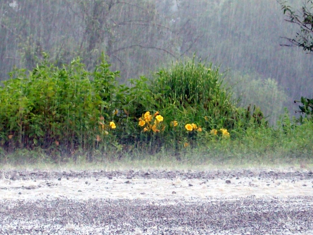 It’s raining again, and if this were boy-scout camp, there’d be a lot of soggy tents, unroasted marshmallows, and unhappy campers.  But here at the John C. Campbell Folk School, each shower puts another bud on the lilies and another apple on the bough over at Orchard House, which will make for fine cider come the Fall Festival.  Over one hundred people have gathered to weave backpacks from straw, piece fabric into quilted jackets, build their own mountain dulcimer or learn to play one--just a few of the projects this week.  ...