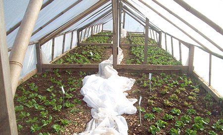 Bamboo Greenhouse Interior with lettuce beds ready for harvesting