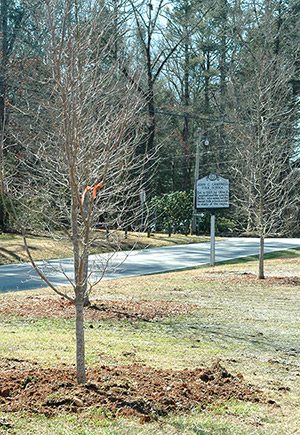 New Trees planted by the Keith House parking lot