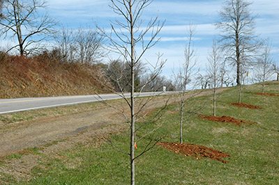 New Saplings Planted Along Brasstown Rd.