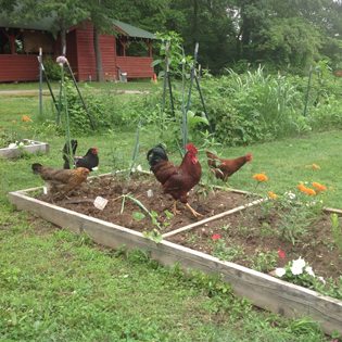 Edward and his lady friends investigate a new garden bed