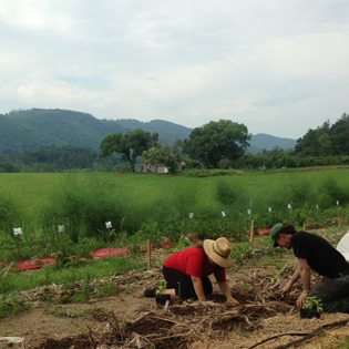 Work study students Peter and Annalea plant peppers in the garden