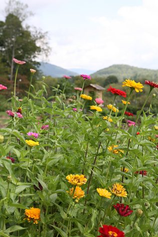 Some of the beautiful flowers grown in our gardens