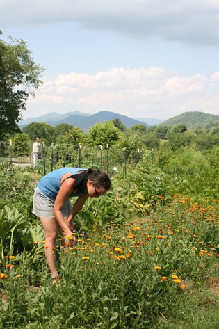 A work study harvest flowers from the garden