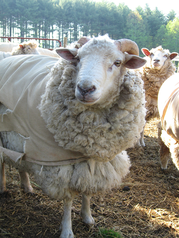 Weaving-Photos-226-Sheep