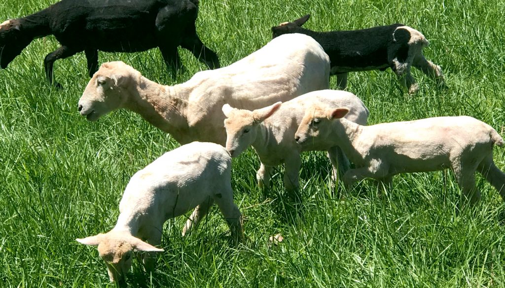 The days have pushed themselves along since the birth of our three brave lambs born to 