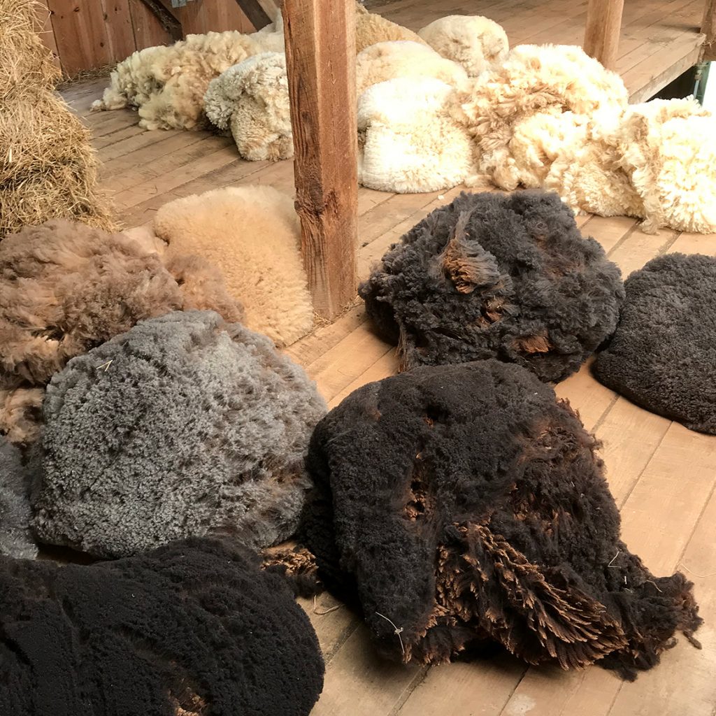 Wool Shearing Collection JCCFS | Shearing Day at Martha’s Farm & A Prize for All