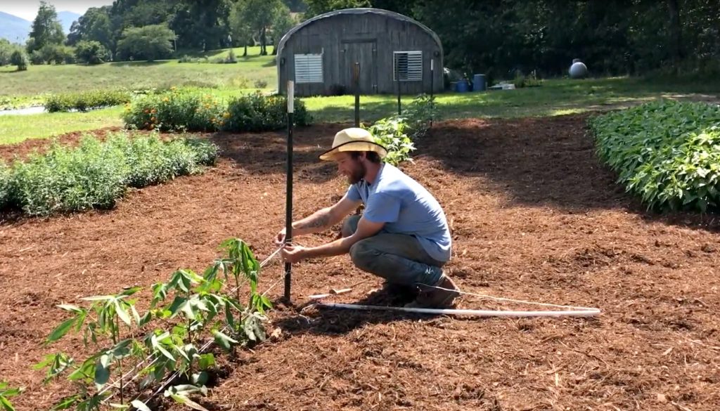 Welcome to the new Folk School Dye Garden. Natural dye comes from the leaves, flowers, or roots of plants. In this video, we will take a look at Nankeen cotton, indigo, coreopsis, yarrow, French marigolds, madder, chamomile, and purple gromwell.  ...