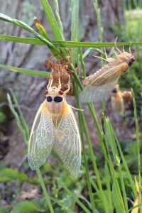 Cicadas