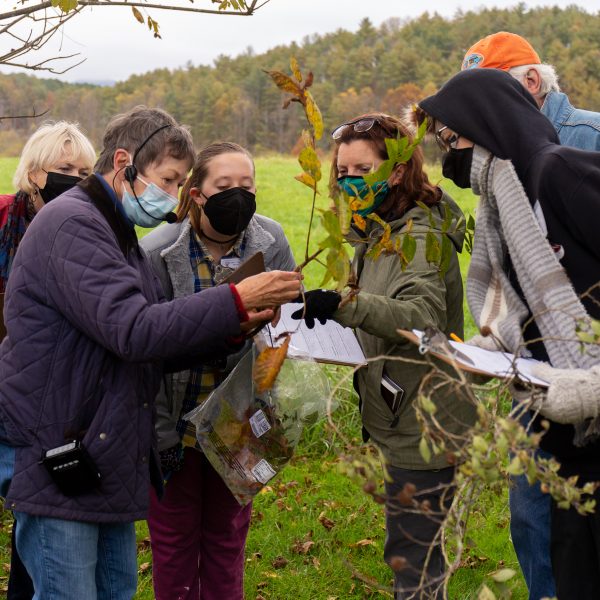 Students studying a branch of leaves