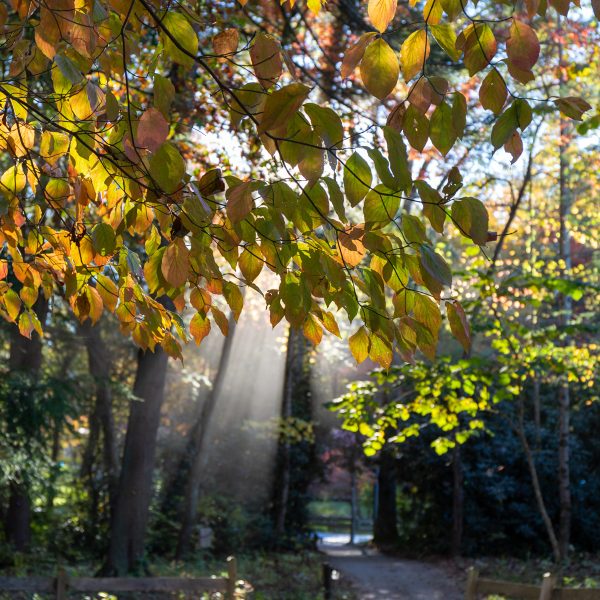 Fall foliage