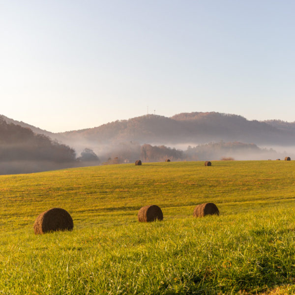 Haybales in the fog