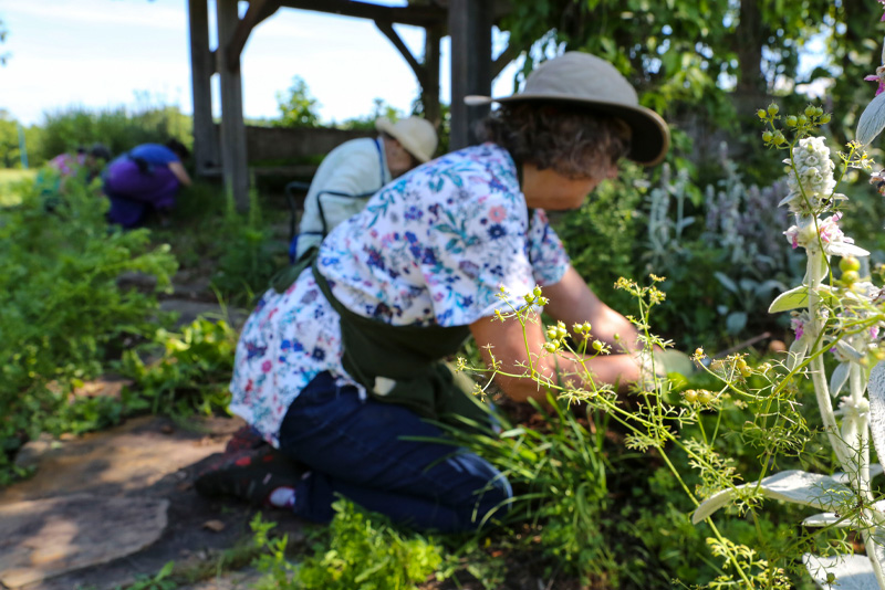 Students in the garden