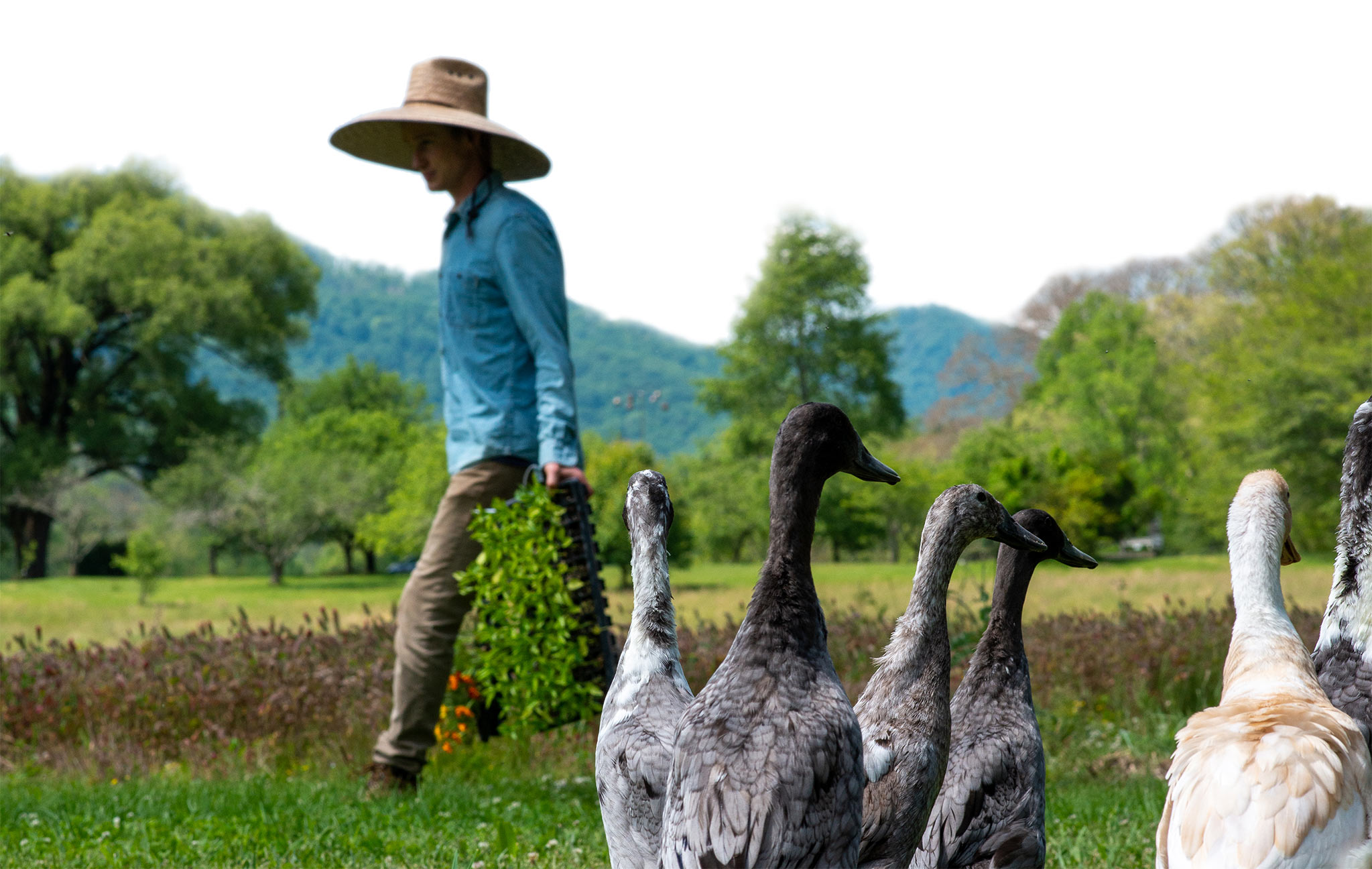 Jason and the ducks in the garden