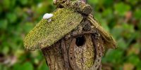 Rex's photograph of a bird house near the Folk School garden