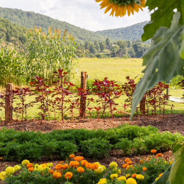 Photo by Robert of The Cory Brown Memorial Dye Garden.