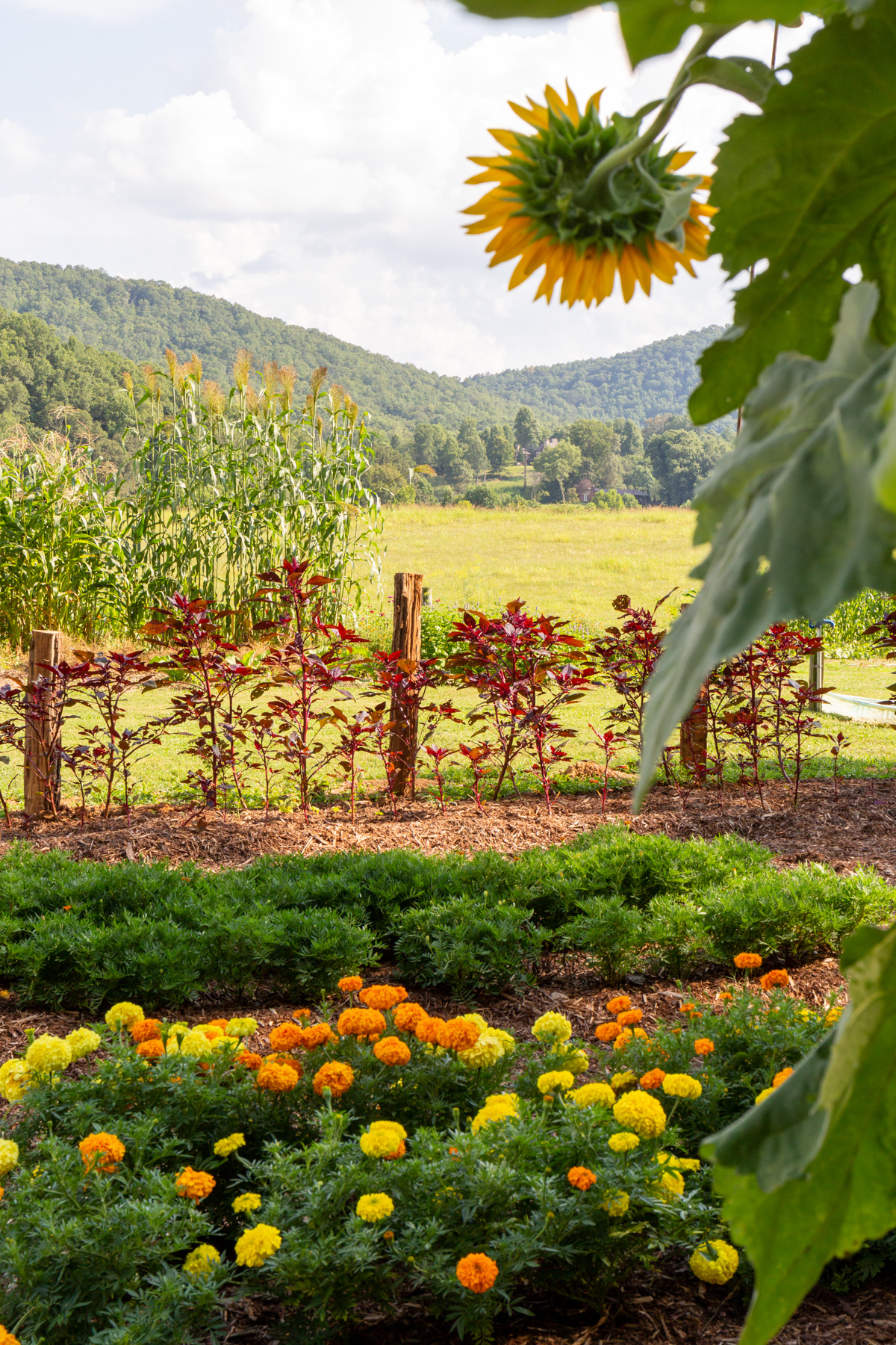 Photo by Robert of The Cory Brown Memorial Dye Garden.