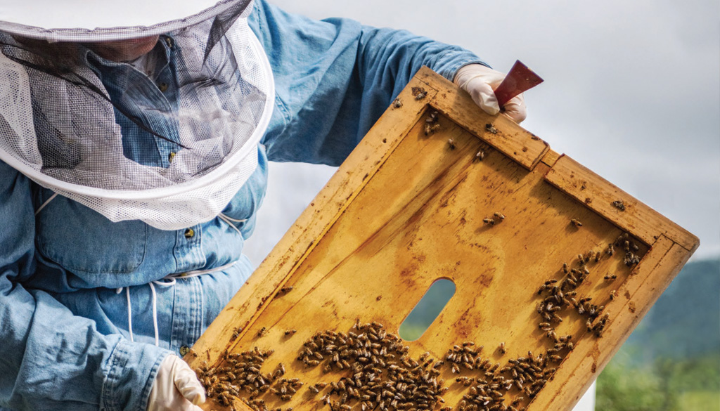Cover Story: Beekeeping with Virginia Webb