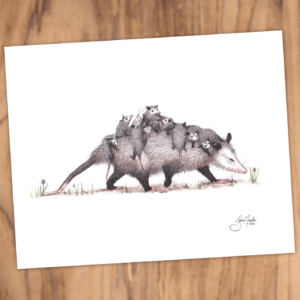 Opossum Family Outing
