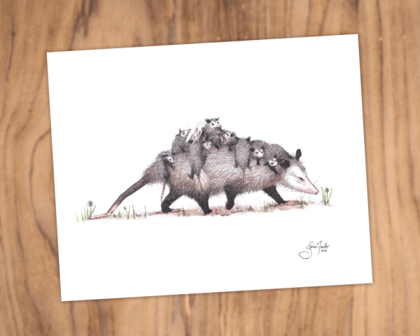 Opossum Family Outing